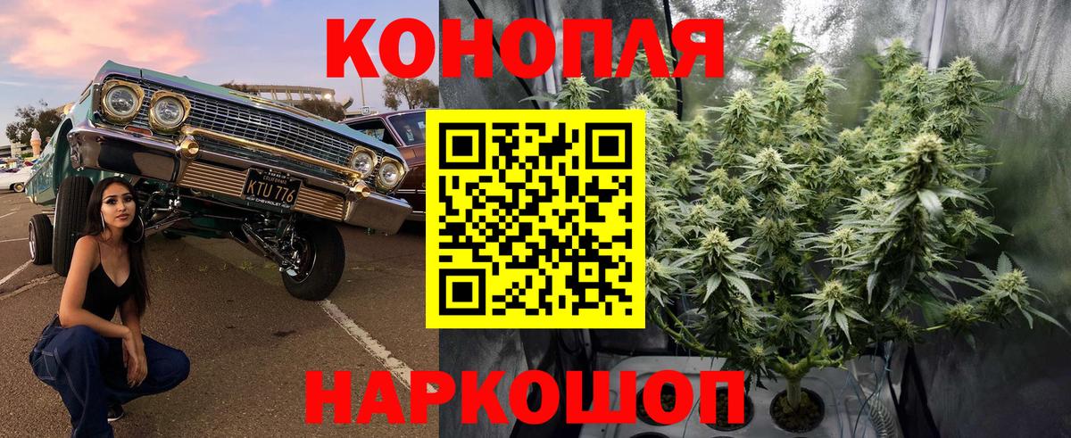 Каннабис сатива Сарапул